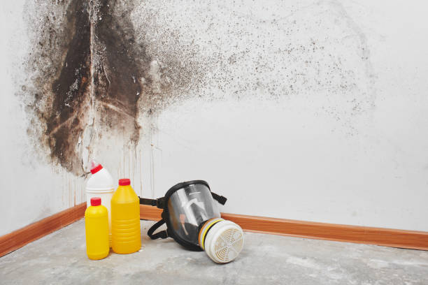Best Preventive Mold Services in Davis, OK