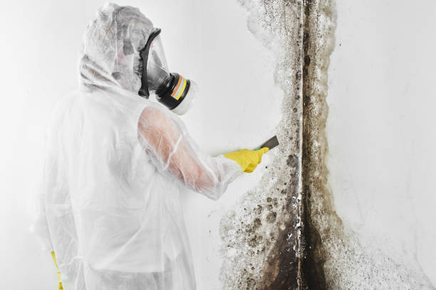 Best Mold Testing and Inspection Services in Davis, OK