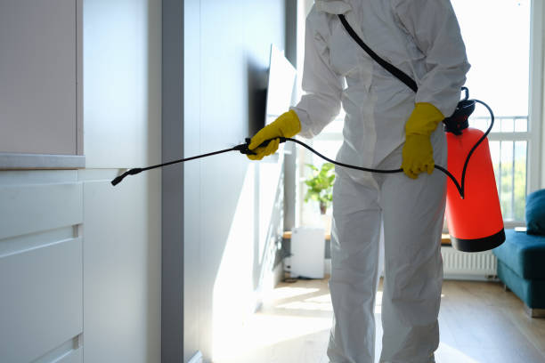 Best Attic Mold Remediation in Davis, OK