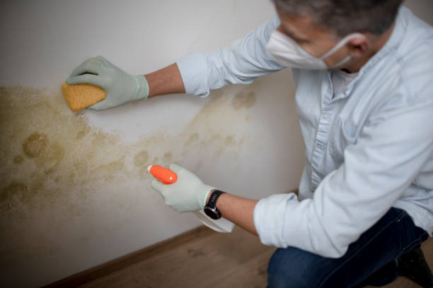 Best Post-Flood Mold Remediation in Davis, OK