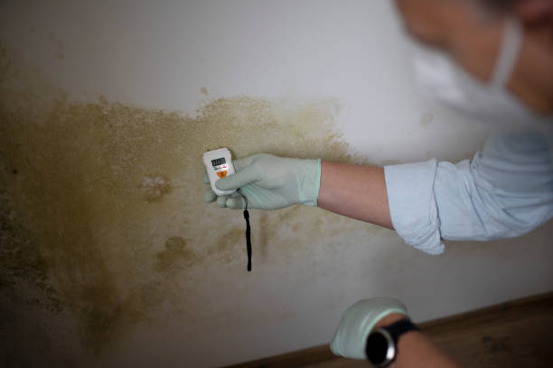 Best Mold Remediation for Schools in Davis, OK