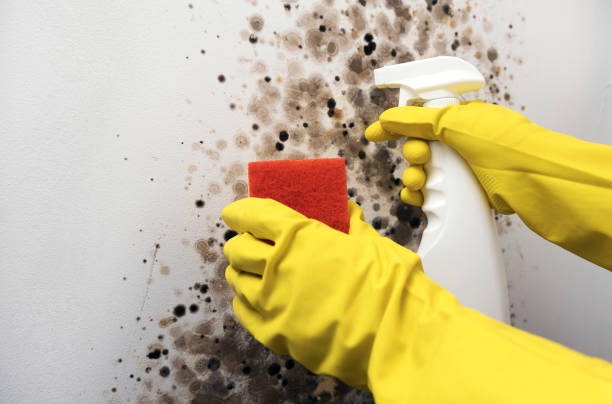 Best Industrial Mold Remediation in Davis, OK