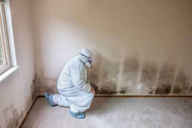 Best Mold Remediation for Specific Building Types in Davis, OK