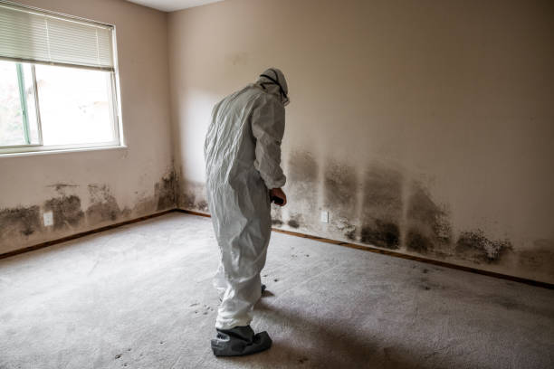 Best Mold Testing and Inspection Services in Davis, OK