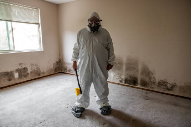 Best DIY Mold Remediation Support Services in Davis, OK