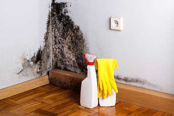 Best Bathroom Mold Remediation in Davis, OK
