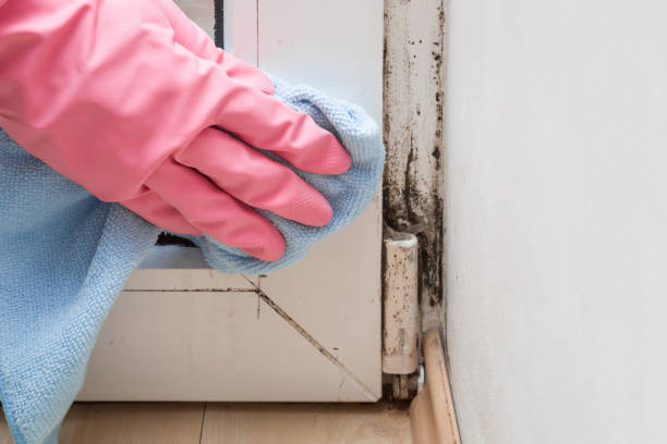 Best Post-Flood Mold Remediation in Davis, OK