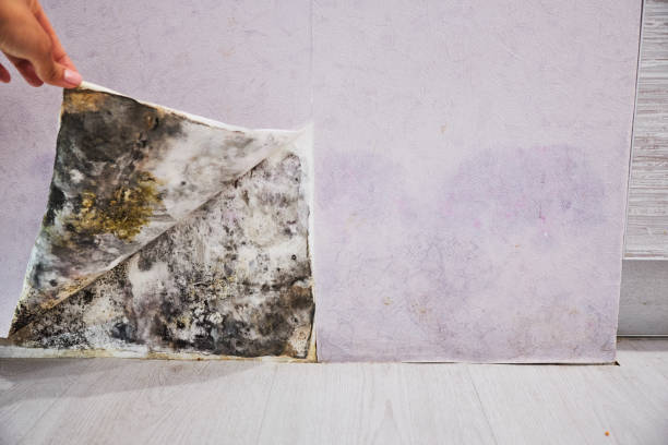 Best Post-Flood Mold Remediation in Davis, OK